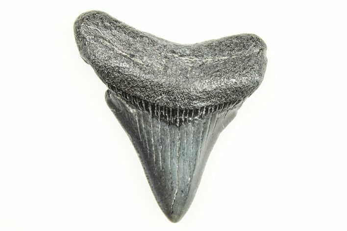 Juvenile Megalodon Tooth - South Carolina #196111